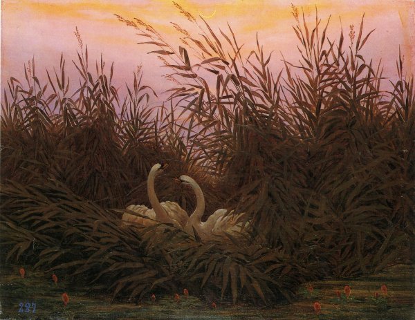 Swans in the reed with first morning-red